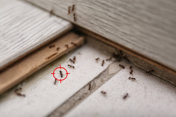 Professional Pest Control in Fountain, CO