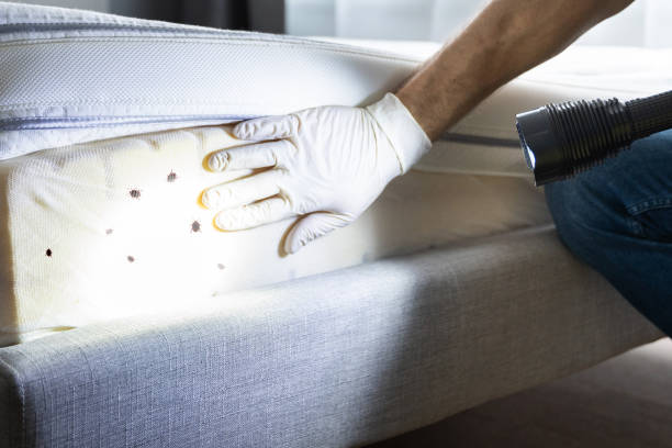 Best Pest Control Near Me  in Fountain, CO