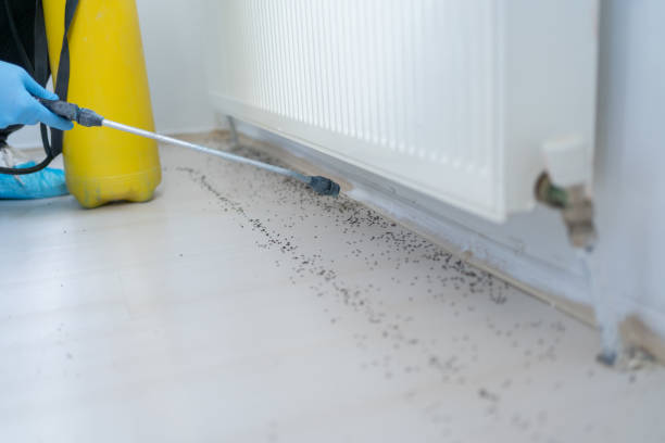 Best Pest Control Near Me  in Fountain, CO