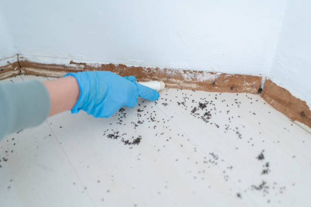 Best Emergency Pest Control  in Fountain, CO